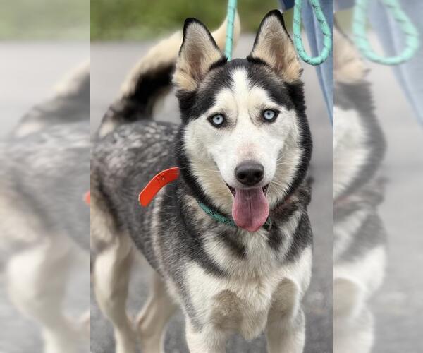 Medium Photo #1 Siberian Husky Puppy For Sale in Canfield, OH, USA