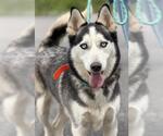 Small Siberian Husky