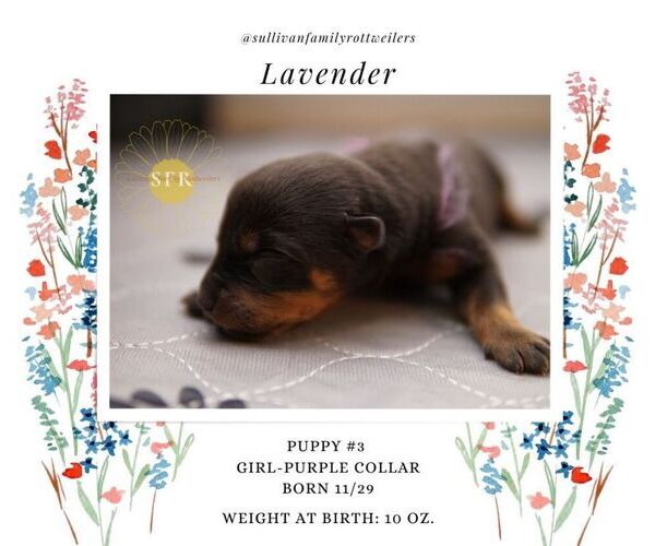Medium Photo #9 Rottweiler Puppy For Sale in VANCOUVER, WA, USA