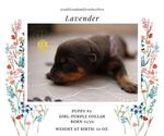 Small Photo #9 Rottweiler Puppy For Sale in VANCOUVER, WA, USA