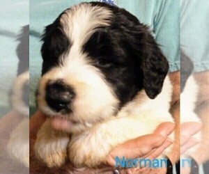 Saint Berdoodle Puppy for sale in MARION, TX, USA