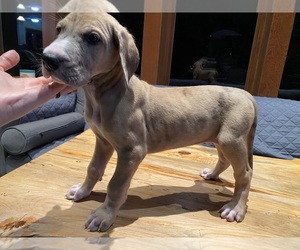 Great Dane Puppy for sale in LEBANON, OR, USA