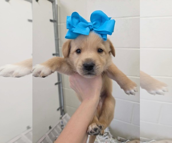 Medium Photo #3 Golden Retriever-Unknown Mix Puppy For Sale in SHERBURNE, NY, USA