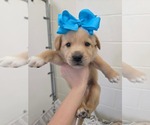 Small #2 Golden Retriever Mix