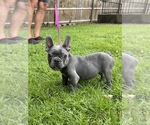 Small French Bulldog