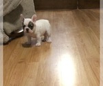 Small Photo #3 French Bulldog Puppy For Sale in FLORENCE, OR, USA