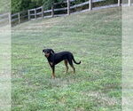 Small #8 Beagle-German Shepherd Dog Mix