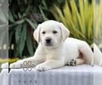 Small #4 Labrador Retriever