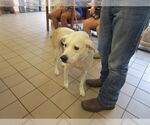 Small Labrador Retriever Mix