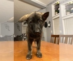 Small Photo #6 German Shepherd Dog Puppy For Sale in FAIRMOUNT, IN, USA