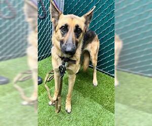 German Shepherd Dog Dogs for adoption in Downey, CA, USA