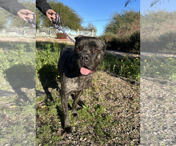 Medium Photo #2 Mutt Puppy For Sale in Goodyear, AZ, USA