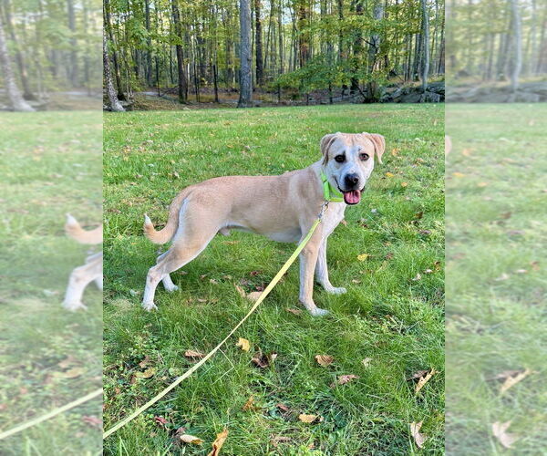 Medium Photo #17 Labrador Retriever-Unknown Mix Puppy For Sale in Brewster, NY, USA