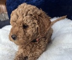 Small #9 Goldendoodle (Miniature)