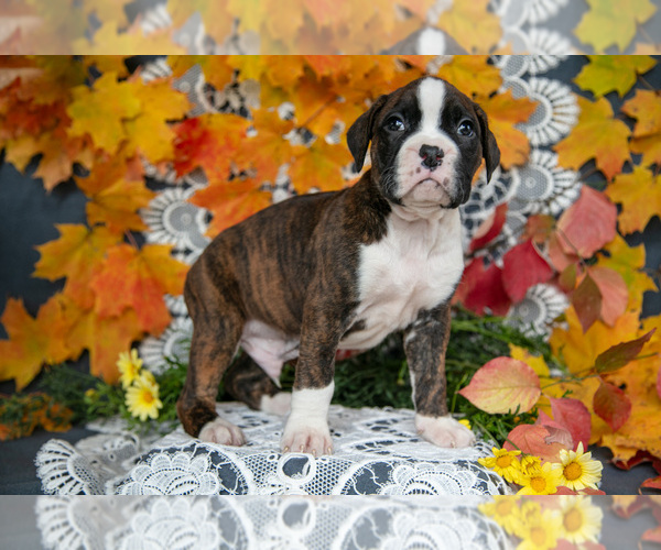 Medium Photo #2 Boxer Puppy For Sale in SHILOH, OH, USA
