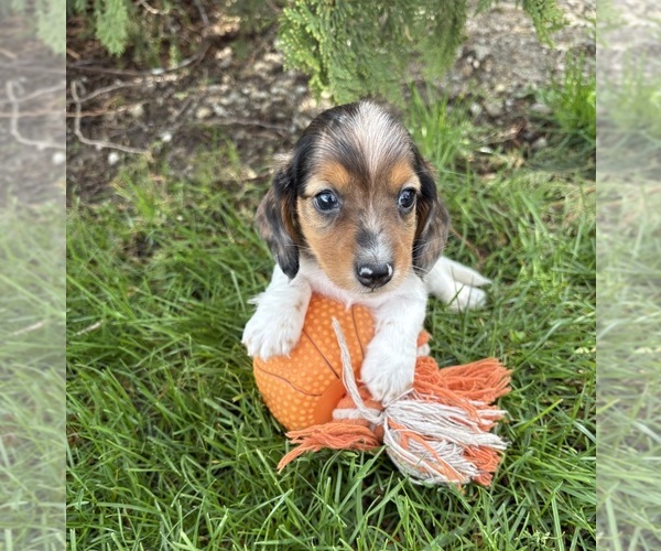 Medium Photo #5 Dachshund Puppy For Sale in MIDDLEBURY, IN, USA