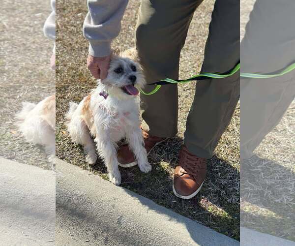 Medium Photo #2 Mutt Puppy For Sale in Spring Lake, NC, USA