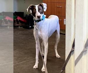 Italian Greyhound-Unknown Mix Dogs for adoption in Santa Cruz, CA, USA