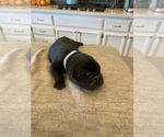 Small Photo #6 Cane Corso-Labrador Retriever Mix Puppy For Sale in ROSEVILLE, CA, USA