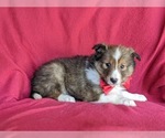 Small Photo #3 Shetland Sheepdog Puppy For Sale in OXFORD, PA, USA