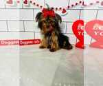 Small #3 Yorkshire Terrier