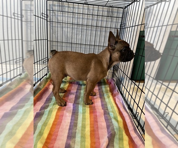 Medium Photo #2 French Bulldog Puppy For Sale in CASTRO VALLEY, CA, USA