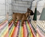 Small Photo #2 French Bulldog Puppy For Sale in CASTRO VALLEY, CA, USA