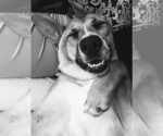 Small #2 German Shepherd Dog Mix