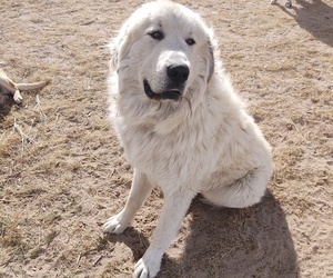 Father of the Anatolian Shepherd-Great Pyrenees Mix puppies born on 10/28/2022