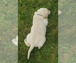 Small #25 Labrador Retriever