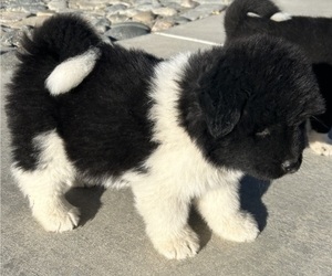 Akita Puppy for sale in APPLE VALLEY, CA, USA