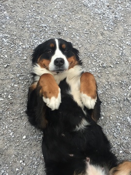 Medium Photo #1 Bernese Mountain Dog Puppy For Sale in MAPLE FALLS, WA, USA