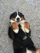 Small Photo #1 Bernese Mountain Dog Puppy For Sale in MAPLE FALLS, WA, USA