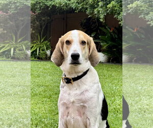 Walker - Male Coonhound Dog for Adoption - Photo #3