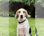 Small Photo #3 Coonhound Puppy For Sale in San Diego, CA, USA