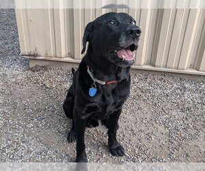 Labrador Retriever-Unknown Mix Dogs for adoption in Ames, IA, USA
