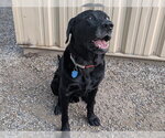 Small Labrador Retriever Mix