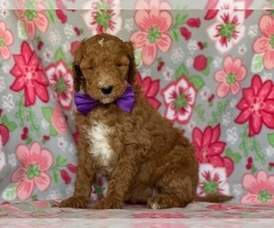 Goldendoodle Puppy for sale in LANCASTER, PA, USA