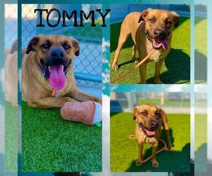 Labrador Retriever-Unknown Mix Dogs for adoption in Pearland, TX, USA