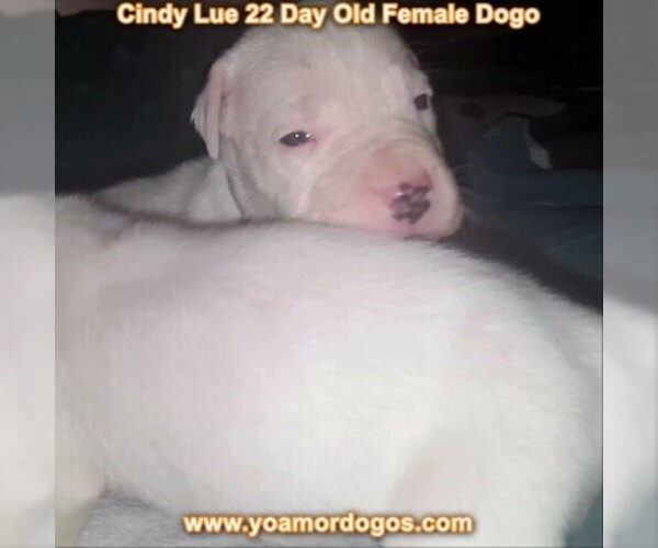 Medium Photo #19 Dogo Argentino Puppy For Sale in PINEVILLE, MO, USA