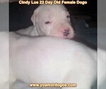 Small Photo #19 Dogo Argentino Puppy For Sale in PINEVILLE, MO, USA