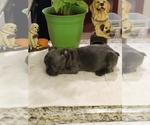 Puppy 2 French Bulldog