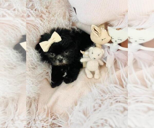 Medium Photo #6 Shih Tzu Puppy For Sale in MIAMI, FL, USA