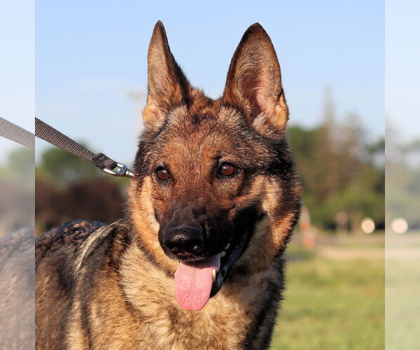 Medium Photo #6 German Shepherd Dog Puppy For Sale in Estherville, IA, USA