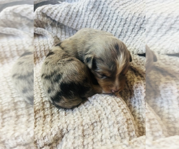 Medium Photo #7 Miniature Australian Shepherd Puppy For Sale in TONASKET, WA, USA