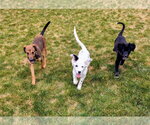 Small #6 Doberman Pinscher Mix