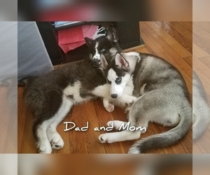 Mother of the Siberian Husky puppies born on 06/20/2023