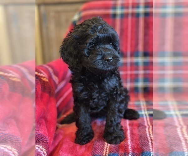 Medium Photo #6 Cock-A-Poo Puppy For Sale in STEPHENVILLE, TX, USA