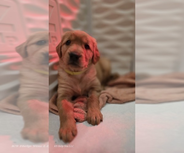 Medium Photo #2 Golden Retriever Puppy For Sale in FORT COLLINS, CO, USA