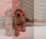 Small #1 Golden Retriever